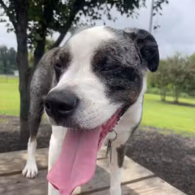 Conway Dog Park - Conway, SC