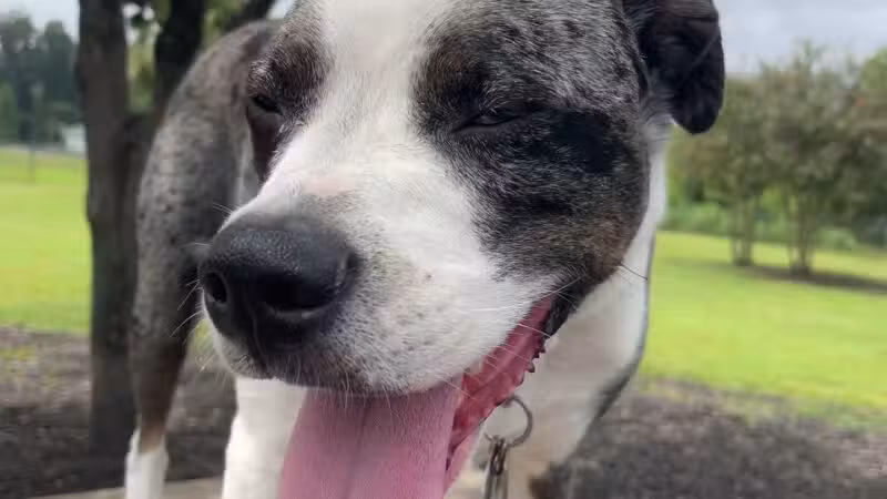 Conway Dog Park - Conway, SC