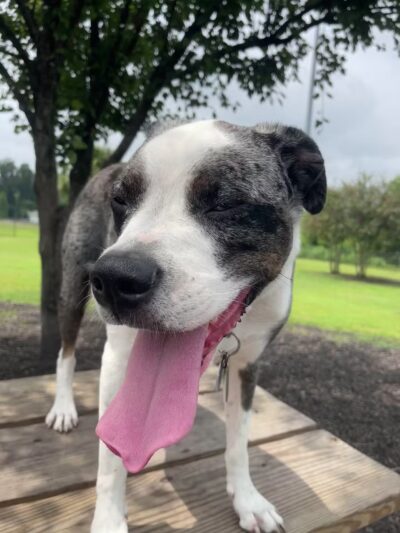 Conway Dog Park - Conway, SC