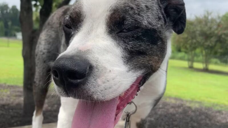 Conway Dog Park - Conway, SC