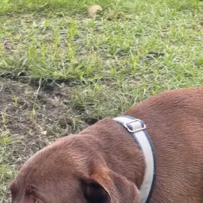 Conway Dog Park - Conway, SC