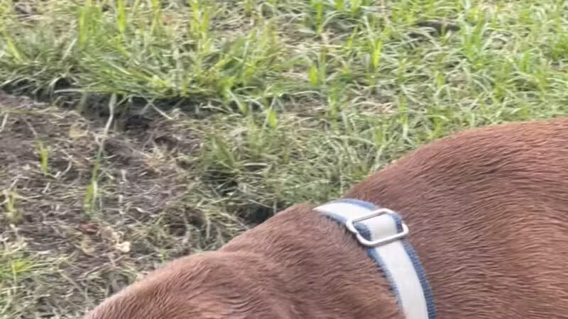 Conway Dog Park - Conway, SC