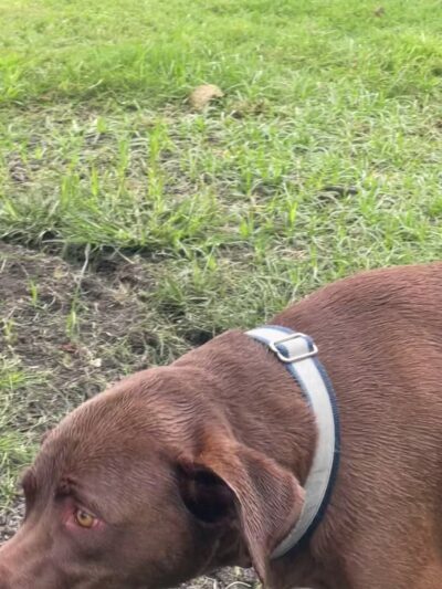 Conway Dog Park - Conway, SC