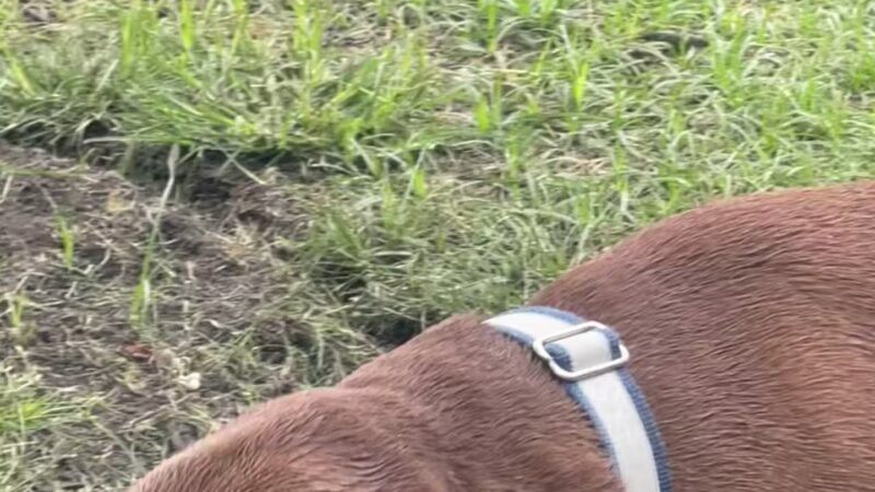 Conway Dog Park - Conway, SC