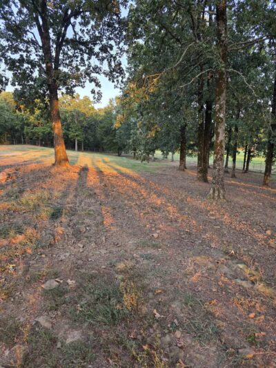 Conway's PetSafe Dog Park - Conway, AR