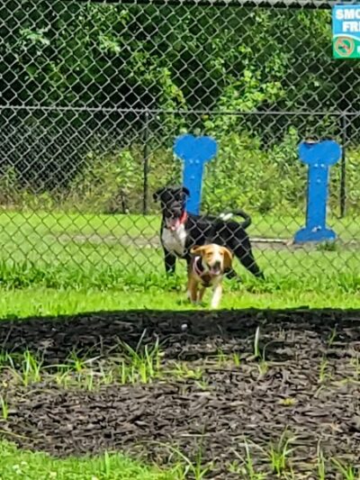 Conway Dog Park - Conway, SC
