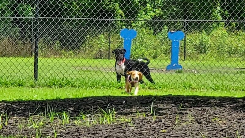 Conway Dog Park - Conway, SC
