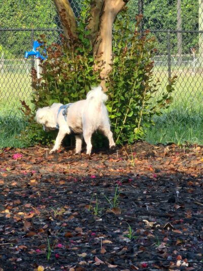 Conway Dog Park - Conway, SC