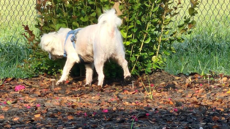 Conway Dog Park - Conway, SC