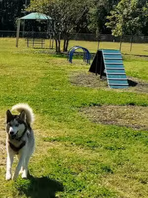 Conway Dog Park - Conway, SC