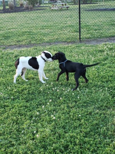 Conway Dog Park - Conway, SC