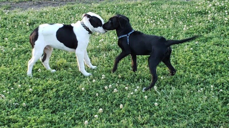 Conway Dog Park - Conway, SC