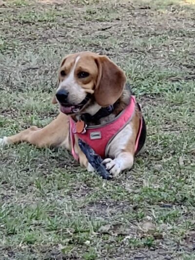 Conway Dog Park - Conway, SC