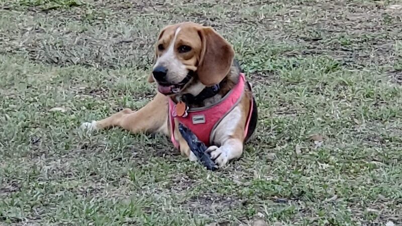 Conway Dog Park - Conway, SC