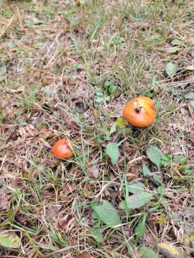 Garden Corners Rest Area - Cooks,