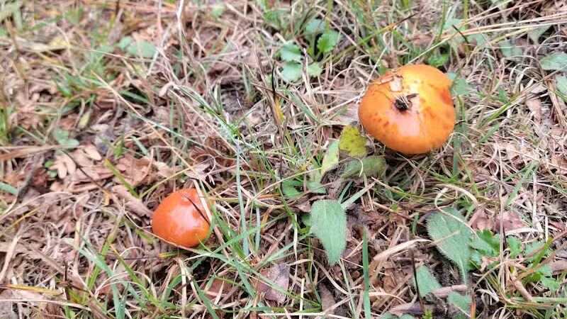 Garden Corners Rest Area - Cooks,