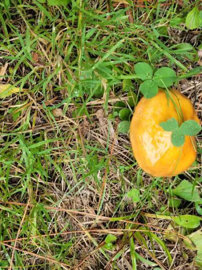 Garden Corners Rest Area - Cooks,