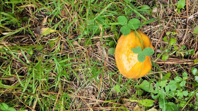 Garden Corners Rest Area - Cooks,