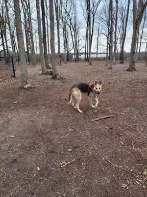 Nash Dog Park - Cookstown, NJ
