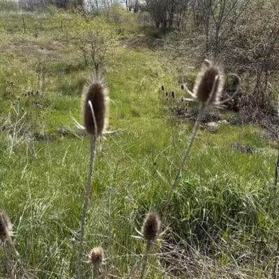Eastmanville Farm County Park - Coopersville,