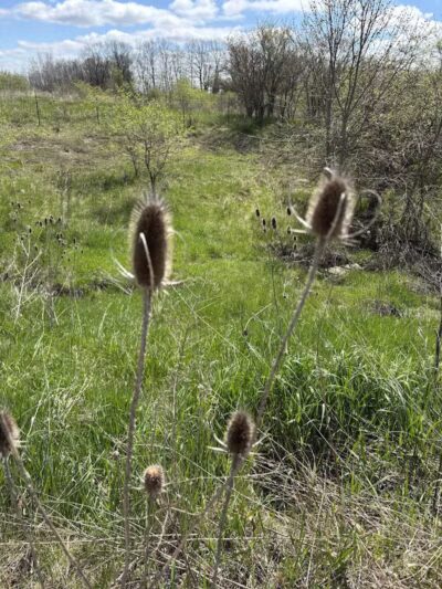 Eastmanville Farm County Park - Coopersville,