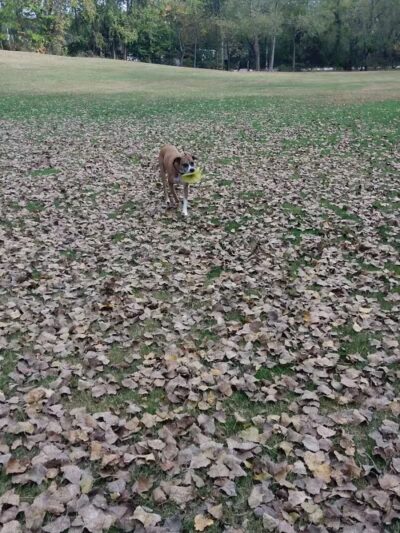 Main Street Park - Coopersville,