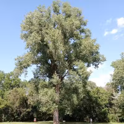 Main Street Park - Coopersville,