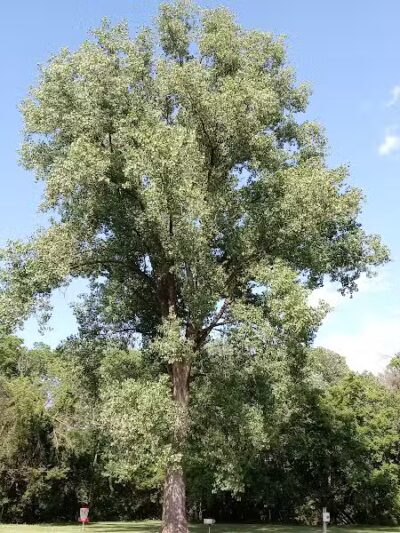 Main Street Park - Coopersville,