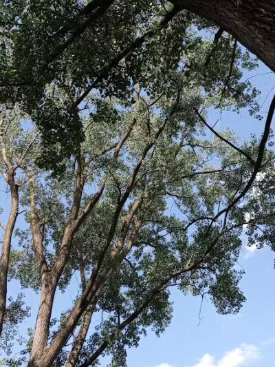 Main Street Park - Coopersville,