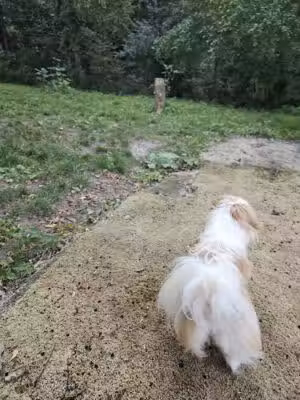 Ollie's Off-Leash Dog Playground - Coralville, IA