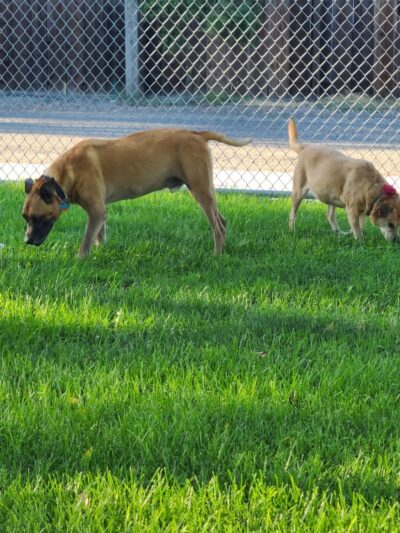 Corcoran Dog Park - Corcoran, CA