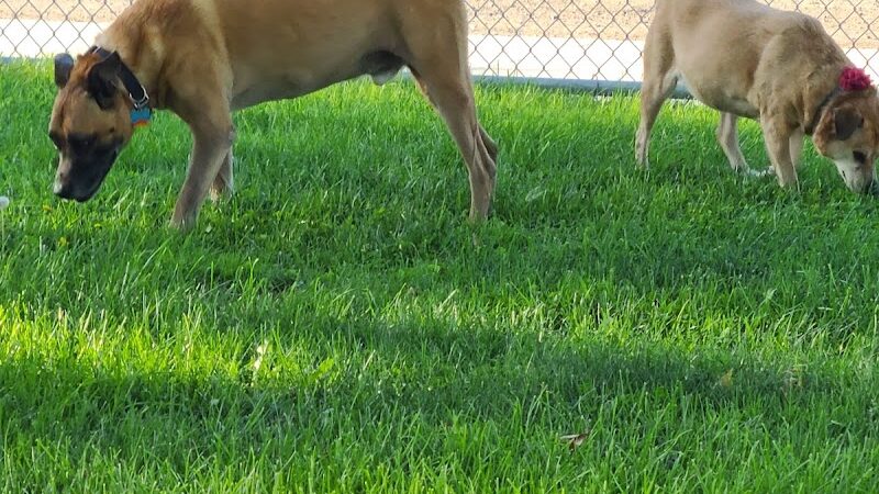 Corcoran Dog Park - Corcoran, CA