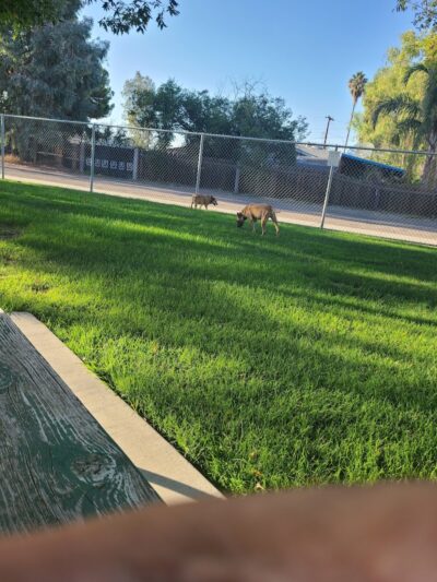 Corcoran Dog Park - Corcoran, CA