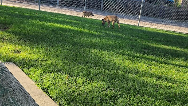 Corcoran Dog Park - Corcoran, CA