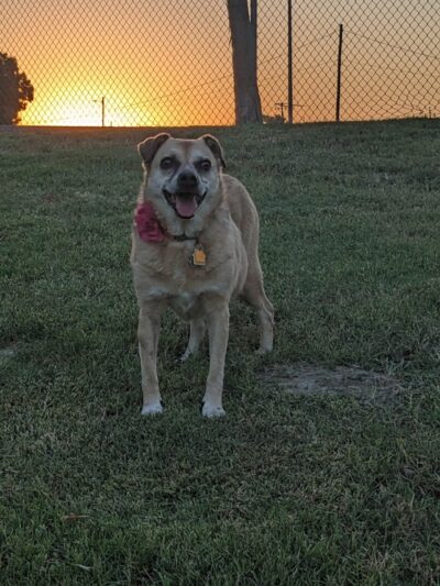 Corcoran Dog Park - Corcoran, CA