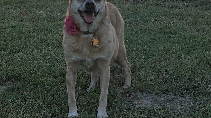 Corcoran Dog Park - Corcoran, CA
