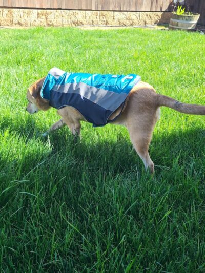 Corcoran Dog Park - Corcoran, CA