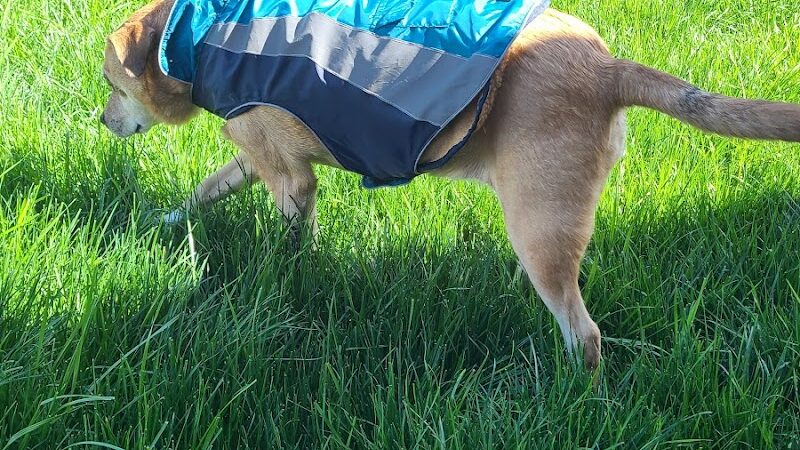 Corcoran Dog Park - Corcoran, CA