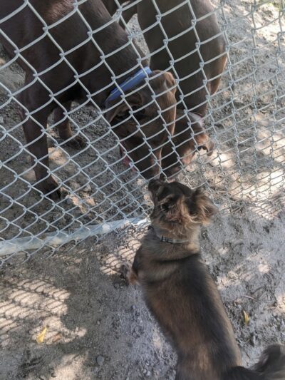 Corcoran Dog Park - Corcoran, CA