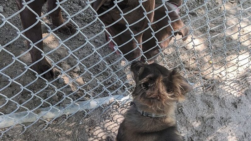 Corcoran Dog Park - Corcoran, CA