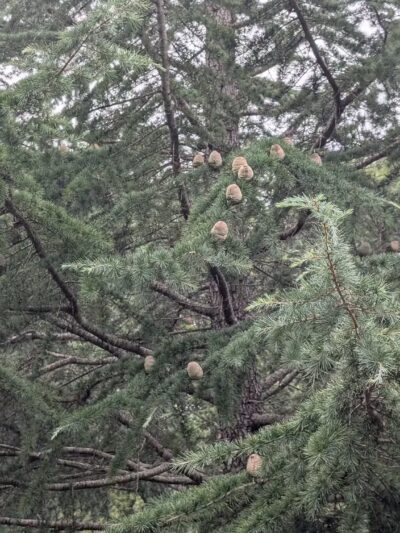 Cornelia Bark Park - Cornelia, GA