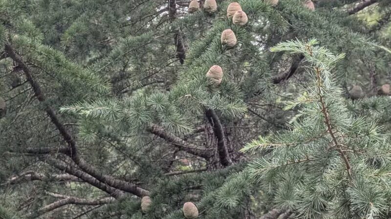 Cornelia Bark Park - Cornelia, GA