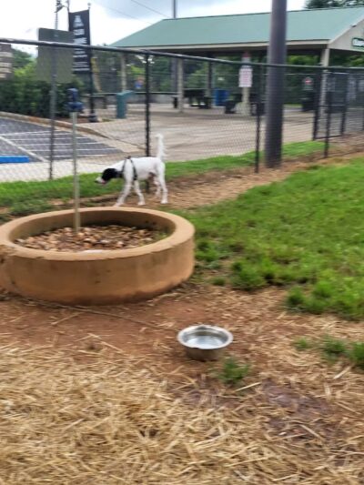 Cornelia Bark Park - Cornelia, GA