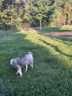 Cornelia Bark Park - Cornelia, GA