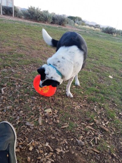 Cortez Dog Park - Cortez, CO