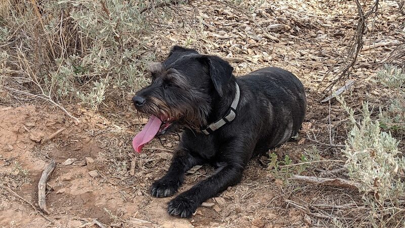 Cortez Dog Park - Cortez, CO