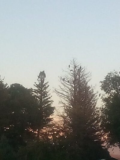 Cortez Dog Park - Cortez, CO