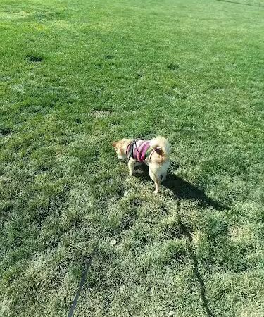 Cortez Dog Park - Cortez, CO