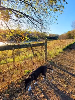WAG Farms Dog Park - Cottage Grove, MN