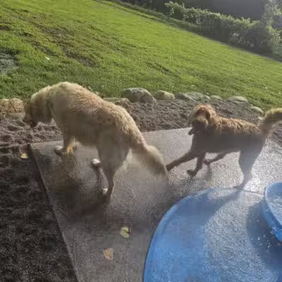 WAG Farms Dog Park - Cottage Grove, MN
